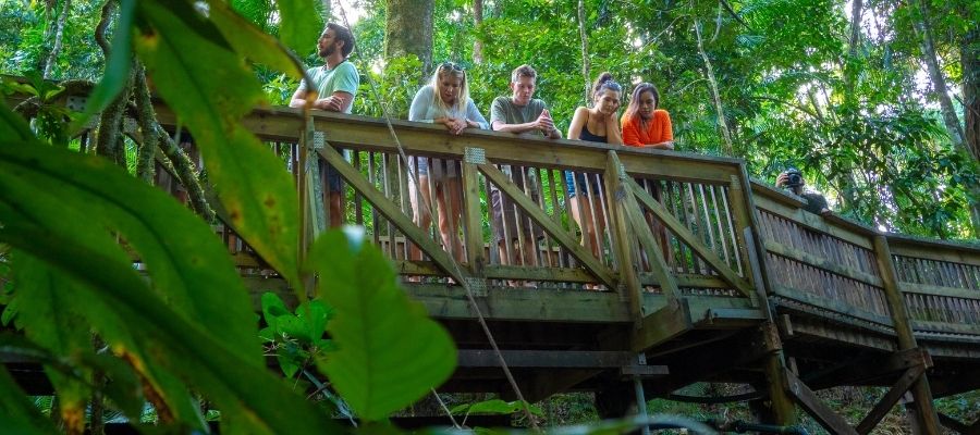 Friends on forest bridge inside Daintree Rainforest